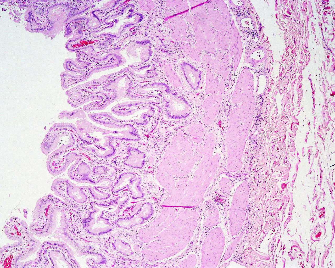 Hematologija ir histologija