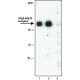 Anti-ATG5 (C-galinis) antikūnai gauti iš triušio, ~1 mg/mL, afiniškai izoliuoti antikūnai, ~1 mg/mL, afiniškai izoliuoti antikūnai