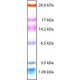 Spavinis molekulinės masės žymeklis ultrasiauro intervalo (M.W. 1.060-26.600)  