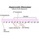 SUPEROXIDE DISMUTASE FROM BOVINE ERYTHRO 
