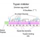 TRYPSIN INHIBITOR TYPE II-O 