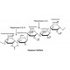 HEPARINASE I FROM FLAVOBACTERIUM*HEPARIN UM 
