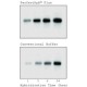 PerfectHyb™ Plus hibridizacijos buferis, 50ml 