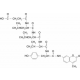 N-SUCCINYL-LEU-LEU-VAL-TYR 7-AMIDO-4-*ME THYLCOUMARI 