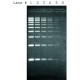 SYBR GREEN I, 0.5ml 