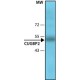 Monokloninis Anti-CUGBP2 antikūnis pagamintas pelėje, ~1.5 mg/mL, klonas HL1889 (1H2-1F12), išgrynintas imunoglobulinas, buferinis vandeninis tirpalas, ~1.5 mg/mL, klonas HL1889 (1H2-1F12), išgrynintas imunoglobulinas, buferinis vandeninis tirpalas,