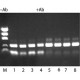 JumpStart(TM) REDTaq(R) DNA polimerazė karštos pradžios Taq fermentas su inertiškais dažais, 10X buferis įtrauktas karštos pradžios Taq fermentas su inertiškais dažais, 10X buferis įtrauktas