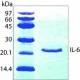 INTERLEUKIN-6 HUMAN, IL-6, RECOMBINANT, 