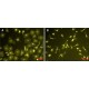 Lipopolisacharidai iš Escherichia coli 0111:B4 grynintas su fenolio ekstrakcija grynintas su fenolio ekstrakcija