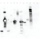 LECTIN FROM TRITICUM VULGARIS*PEROXIDASE 