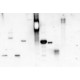 LECTIN FROM CONCANAVALIN A PEROXIDASE*LA BELED 