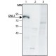 Anti-DVL1 (C-galinis) antikūnai gauti iš triušio, ~1.5 mg/mL, afiniškai izoliuoti antikūnai, buferinis vandeninis tirpalas, ~1.5 mg/mL, afiniškai izoliuoti antikūnai, buferinis vandeninis tirpalas