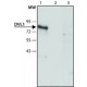 Anti-DVL1 antikūnai gauti iš triušio, ~1.5 mg/mL, afiniškai izoliuoti antikūnai, buferinis vandeninis tirpalas, antigenas mol wt ~85 kDa, ~1.5 mg/mL, afiniškai izoliuoti antikūnai, buferinis vandeninis tirpalas, antigenas mol wt ~85 kDa