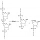 DEOXYRIBONUCLEASE II TYPE IV FROMPORCINE  SPLEEN 