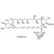 NYSTATIN SUSPENSION BIOREAGENT, STERILE/ ASEPTICALLY PROCESSED, WITH 10,000 UNITS/ML NYSTATIN IN DPBS, SUITABLE FOR CEL 