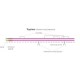 TRYPTASE FROM HUMAN LUNG 