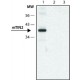 Monokloninis Anti-TIN2 antikūnis pagamintas pelėje, klonas MT-28, ~1 mg/mL, išgrynintas imunoglobulinas, klonas MT-28, ~1 mg/mL, išgrynintas imunoglobulinas,