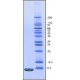 UBIQUITIN FROM BOVINE ERYTHROCYTES 