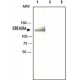 Anti-Axin1 (C-galinis regionas) antikūnai gauti iš triušio, ~2.5 mg/mL, afiniškai izoliuoti antikūnai, buferinis vandeninis tirpalas, ~2.5 mg/mL, afiniškai izoliuoti antikūnai, buferinis vandeninis tirpalas