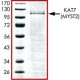 KAT7, aktyvus, GST žymėti žmogaus rekombinantinis, ekspresuotas bakulovirusu infekuotose Sf9 ląstelėse, >=70% (SDS-PAGE), buferinis vandeninis glicerolio tirpalas rekombinantinis, ekspresuotas bakulovirusu infekuotose Sf9 ląstelėse, >=70% (SDS-PAGE), buferinis vandeninis glicerolio tirpalas