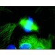 Anti-pelės IgG (visa molekulė)-FITC antikūnai gauti iš ožkos, afiniškai izoliuoti antikūnai, buferinis vandeninis tirpalas,