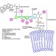 PHOSPHOLIPASE C, PHOSPHATIDYLINOSITOL-*S PECIFIC FRO 