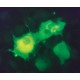 Monokloniniai Anti-FLAG(R) M2-FITC antikūnai gauti iš pelės, klonas M2, išgrynintas imunoglobulinas, buferinis vandeninis tirpalas,