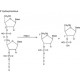 PHOSPHODIESTERASE II TYPE I-SA FROM*BOVI NE SPLEEN 