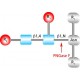 PNGASE F FROM, ELIZABETHKINGIA MENINGO& 