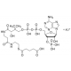 GLUTARYL COENZYME A LITHIUM 