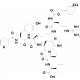 CGP-42112A >=95%, sintetinio, kietas >=95%, sintetinio, kietas