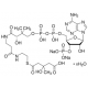 DL-3-HYDROXY-3-METHYLGLUTARYL COENZYME*A  SODIUM 