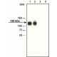 Anti-Axin1 (C-galinis) antikūnai gauti iš triušio, 1.5 mg/mL, afiniškai izoliuoti antikūnai, 1.5 mg/mL, afiniškai izoliuoti antikūnai