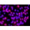 Monoclonal Anti-polyHistidine antibody produced in mouse,