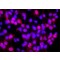 MONOCLONAL ANTI-POLYHISTIDINE*CLONE HIS-