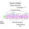 TRYPSIN INHIBITOR TYPE III-O