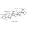 HEPARINASE III FROM FLAVOBACTERIUM*HEPAR INUM