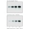 PERFECTHYB(TM) PLUS HYBRIDIZATION BUFFE&