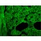 Monoclonal Anti-Dystrophin antibody produced in mouse,