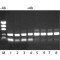 JUMPSTART(TM) REDTAQ(R) DNA POLYMERASE&