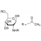 2-ACETAMIDO-2-DEOXY-BETA-D-GLUCOPYRANOS&
