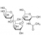 P1-Antigen,P1-Antigen