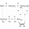 3'-DEPHOSPHOCOENZYME A FREE ACID