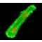 Monoclonal Anti-Desmin antibody produced in mouse,