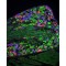 LECTIN FROM BANDEIRAEA SIMPLICIFOLIA*BS-