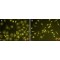 LIPOPOLYSACCHARIDE FROM ESCHERICHIA*COLI  SEROTYPE 0