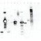 LECTIN FROM TRITICUM VULGARIS*PEROXIDASE  LABELED