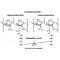 LYSOSTAPHIN AFFINITY PURIFIED