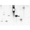 LECTIN FROM CONCANAVALIN A PEROXIDASE*LA BELED