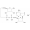ADENOSINE 5'-DIPHOSPHORIBOSE SODIUM